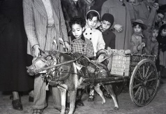 Un perro tira de un trineo ante la mirada de los niños mientras es llevado a la bendición de San Antón fotografiado por Campúa en 1953