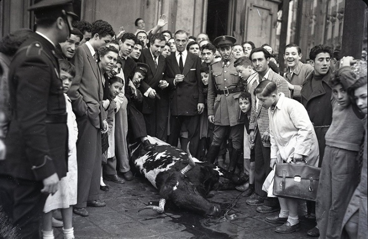 Vaca brava huída por las calles del barrio de Salamanca fotografiada por Campúa el 26 de octubre de 1954