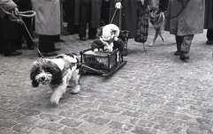 Un perro tira de un carrito con un niño durante el desfile de San Antón fotografiado por Campúa en 1955
