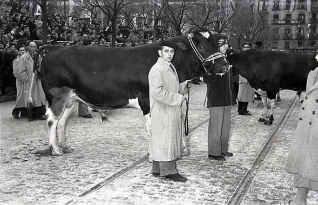 Ganaderos con una vaca lechera en el desfile de San Antón fotografiados por Campúa en 1955